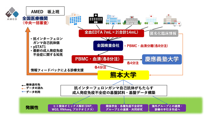 図:抗インターフェロンガンマ自己抗体がもたらす成人発症免疫不全症の基盤試料・基盤データ構築