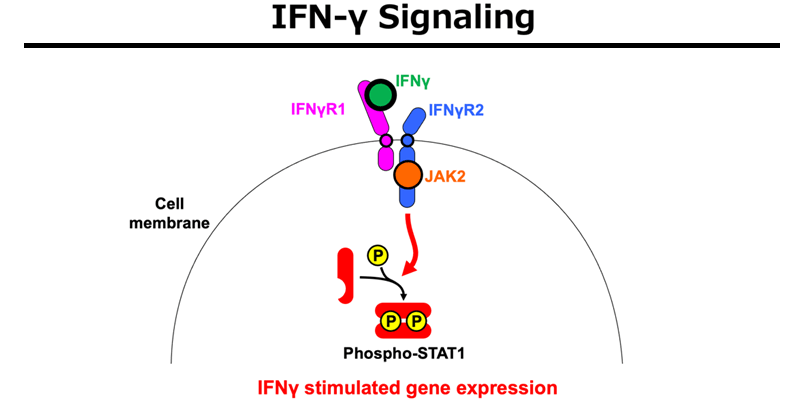 Figure:IFN-γ Signaling