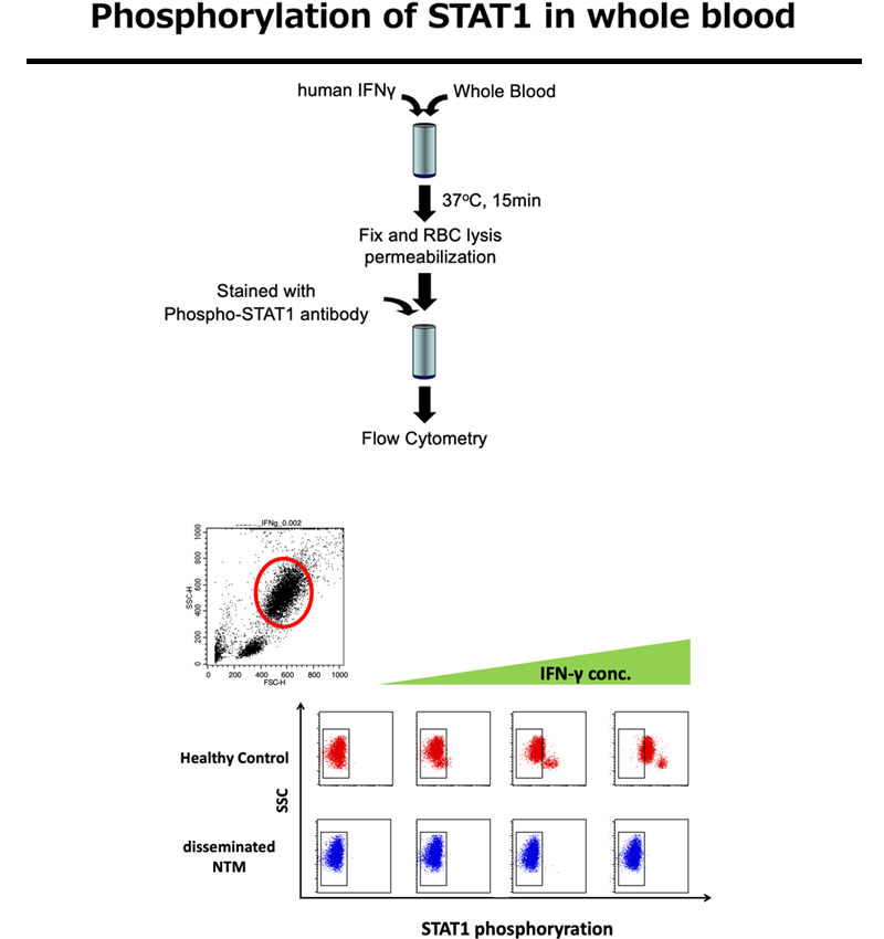 Figure:Phosphorylation of STAT1 in whole blood